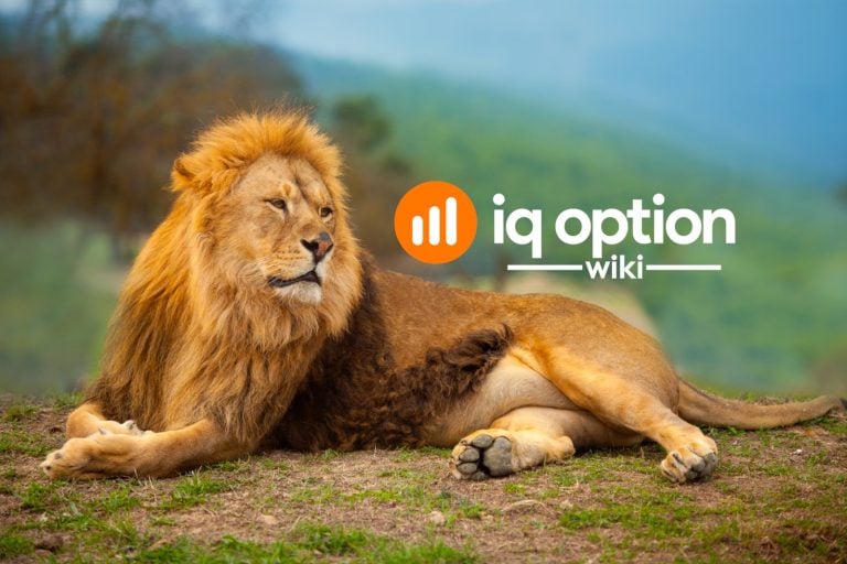 real lion